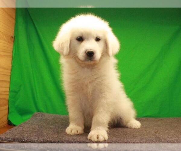 Medium Photo #12 Great Pyrenees Puppy For Sale in SHAWNEE, OK, USA