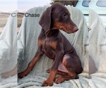 Small #2 Doberman Pinscher