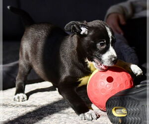 Mutt Dogs for adoption in Mechanicsburg, PA, USA