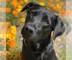 Small #4 Labrador Retriever Mix
