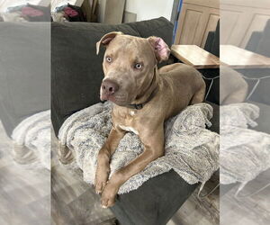 Mutt Dogs for adoption in Candler, NC, USA