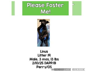 Labrador Retriever-Unknown Mix Dogs for adoption in Plainfield, IL, USA