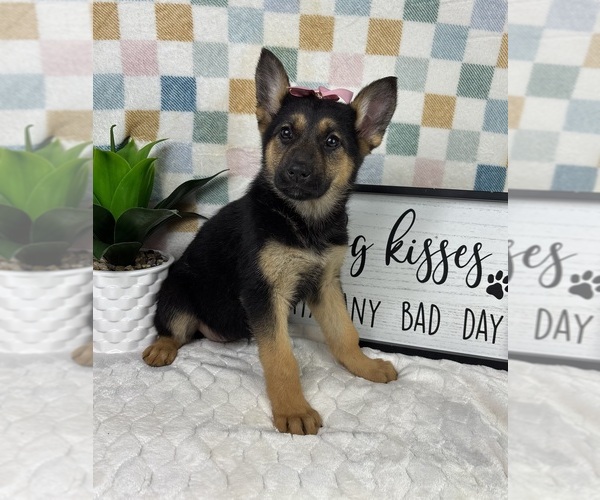 Medium Photo #4 German Shepherd Dog Puppy For Sale in FRANKLIN, IN, USA