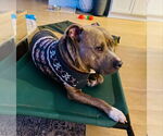 Small #13 Bullypit