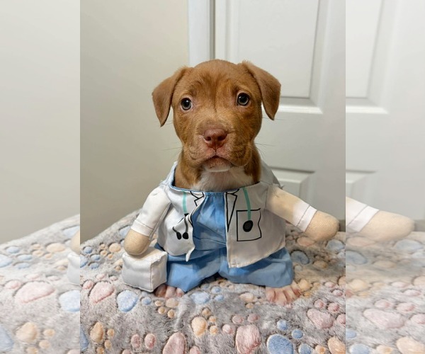 Medium Photo #2 Mutt Puppy For Sale in Derwood, MD, USA