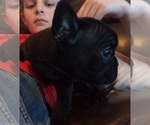 Puppy 7 French Bulldog