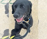 Small #7 Labrador Retriever Mix