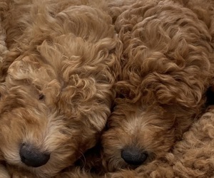 Goldendoodle (Miniature) Puppy for sale in MACOMB, MI, USA