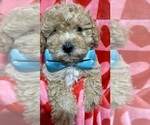 Small Photo #5 ShihPoo Puppy For Sale in SALEM, OR, USA