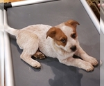 Small Photo #32 Australian Cattle Dog Puppy For Sale in MORGANTON, NC, USA