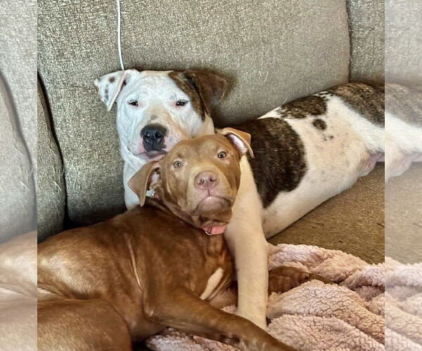 Medium Photo #20 American Pit Bull Terrier-Unknown Mix Puppy For Sale in Germantown, OH, USA