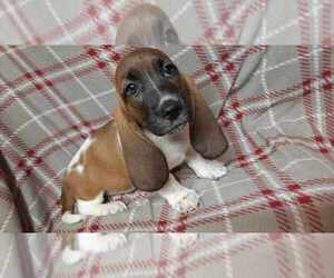 Basset Hound Puppy for sale in SALEM, WV, USA