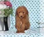 Small Photo #1 Maltipoo Puppy For Sale in RISING SUN, MD, USA