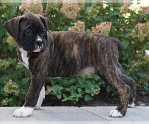 Boxer Puppy for sale in FREDERICKSBG, OH, USA