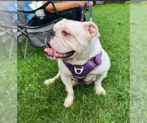 Medium Photo #5 Bulldog Puppy For Sale in St. Louis Park, MN, USA