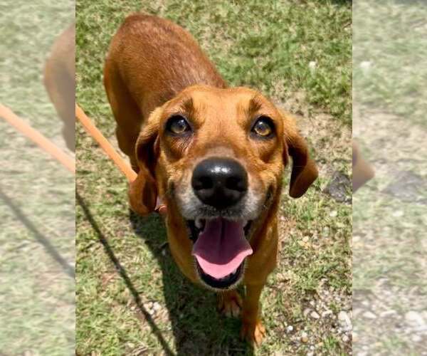 Medium Photo #4 Mutt Puppy For Sale in Abbeville, LA, USA