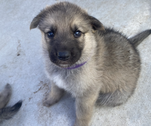 German Shepherd Dog Puppy for sale in JACKSONVILLE, IL, USA