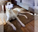 Small #4 Labrador Retriever-Siberian Husky Mix