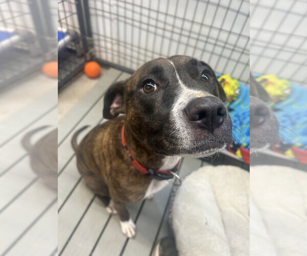 Medium Photo #3 Boxer-Unknown Mix Puppy For Sale in Foristell, MO, USA