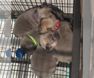 French Bulldog Litter for sale in PORT SAINT LUCIE, FL, USA
