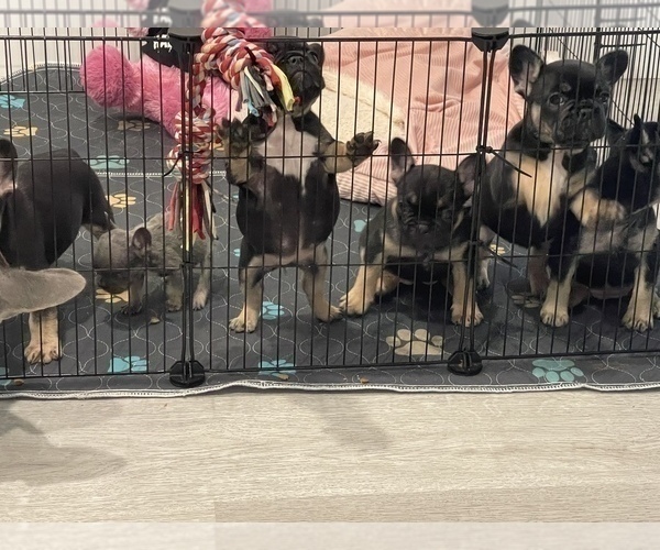 Medium Photo #3 French Bulldog Puppy For Sale in HOMESTEAD, FL, USA