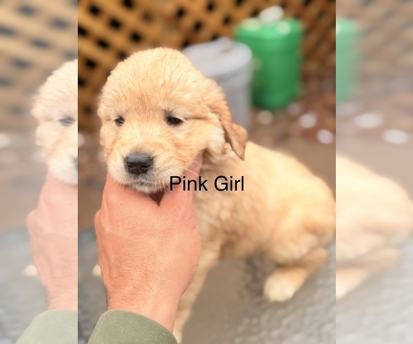 Medium Photo #13 Golden Retriever Puppy For Sale in CHIPPEWA FALLS, WI, USA