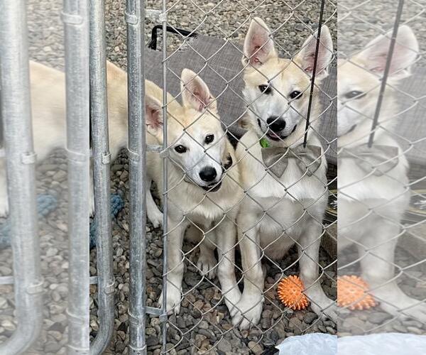 Medium Photo #3 Huskies -Unknown Mix Puppy For Sale in Rancho Cordova, CA, USA