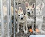 Small #2 Huskies  Mix