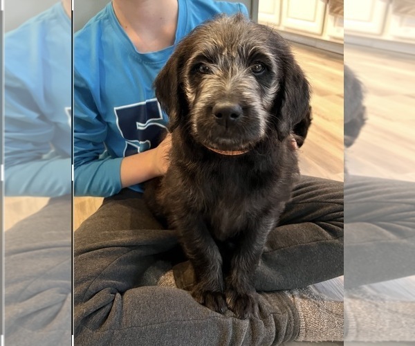 Medium Photo #5 Labradoodle Puppy For Sale in MARSHFIELD, MO, USA