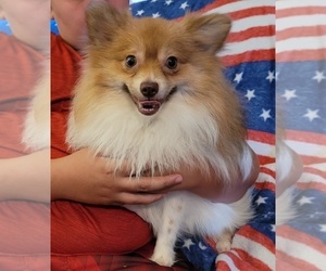 Father of the Pomeranian puppies born on 10/19/2025