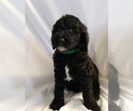 Small Photo #11 Poodle (Standard) Puppy For Sale in ODESSA, WA, USA