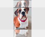 Small #8 Boxer