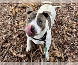 Mutt Dogs for adoption in Martinez, CA, USA