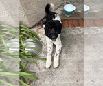 Small #2 Poodle (Standard)