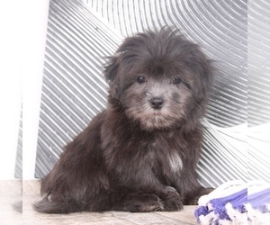 Mal-Shi Puppy for sale in WESTPOINT, IN, USA