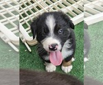 Small Photo #5 Australian Shepherd Puppy For Sale in NELSON, VA, USA