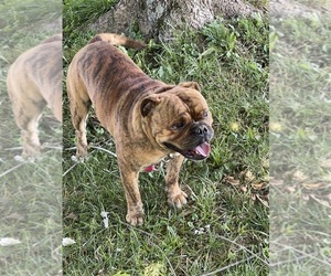 Olde English Bulldogge Puppy for sale in STANFORD, KY, USA