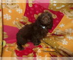 Small #5 Aussie-Poo