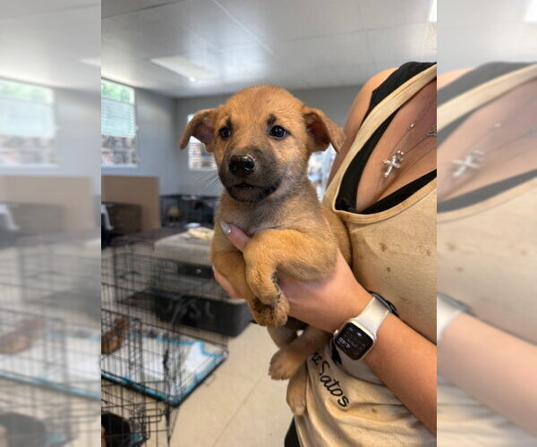 Medium Photo #3 Chihuahua-Unknown Mix Puppy For Sale in Jefferson, NJ, USA
