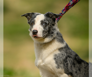 Father of the Border Collie puppies born on 12/19/2025