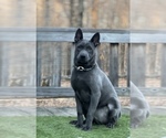 Small #7 Thai Ridgeback