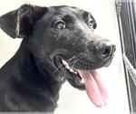 Small #1 Labrador Retriever Mix