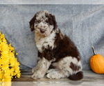 Small #3 Miniature Labradoodle