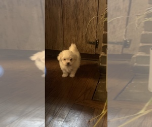 Maltese Puppy for sale in WINCHESTER, KY, USA
