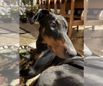 Small #4 Doberman Pinscher