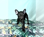 Puppy Green French Bulldog