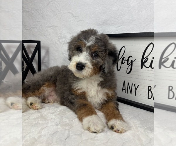 Medium Photo #3 Bernedoodle (Miniature) Puppy For Sale in GREENFIELD, IN, USA