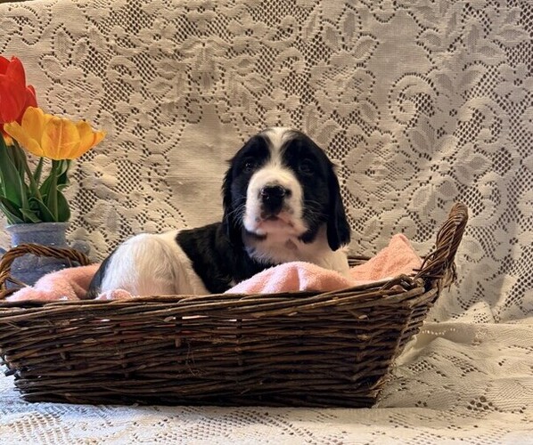 Medium Photo #5 English Springer Spaniel Puppy For Sale in OWEN, WI, USA