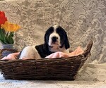 Small #4 English Springer Spaniel