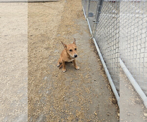 Medium Photo #2 Mutt Puppy For Sale in Maquoketa, IA, USA